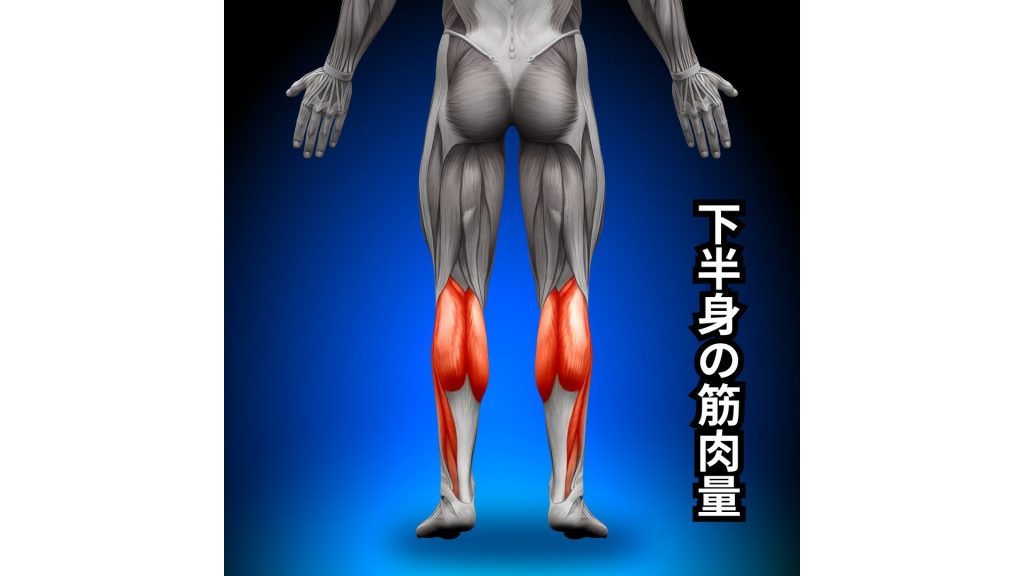 下半身の筋肉量